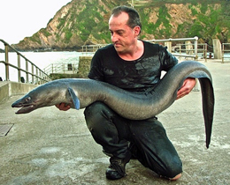 Record conger eel of 43lbs caught by Mark Frith, Devon, 2014